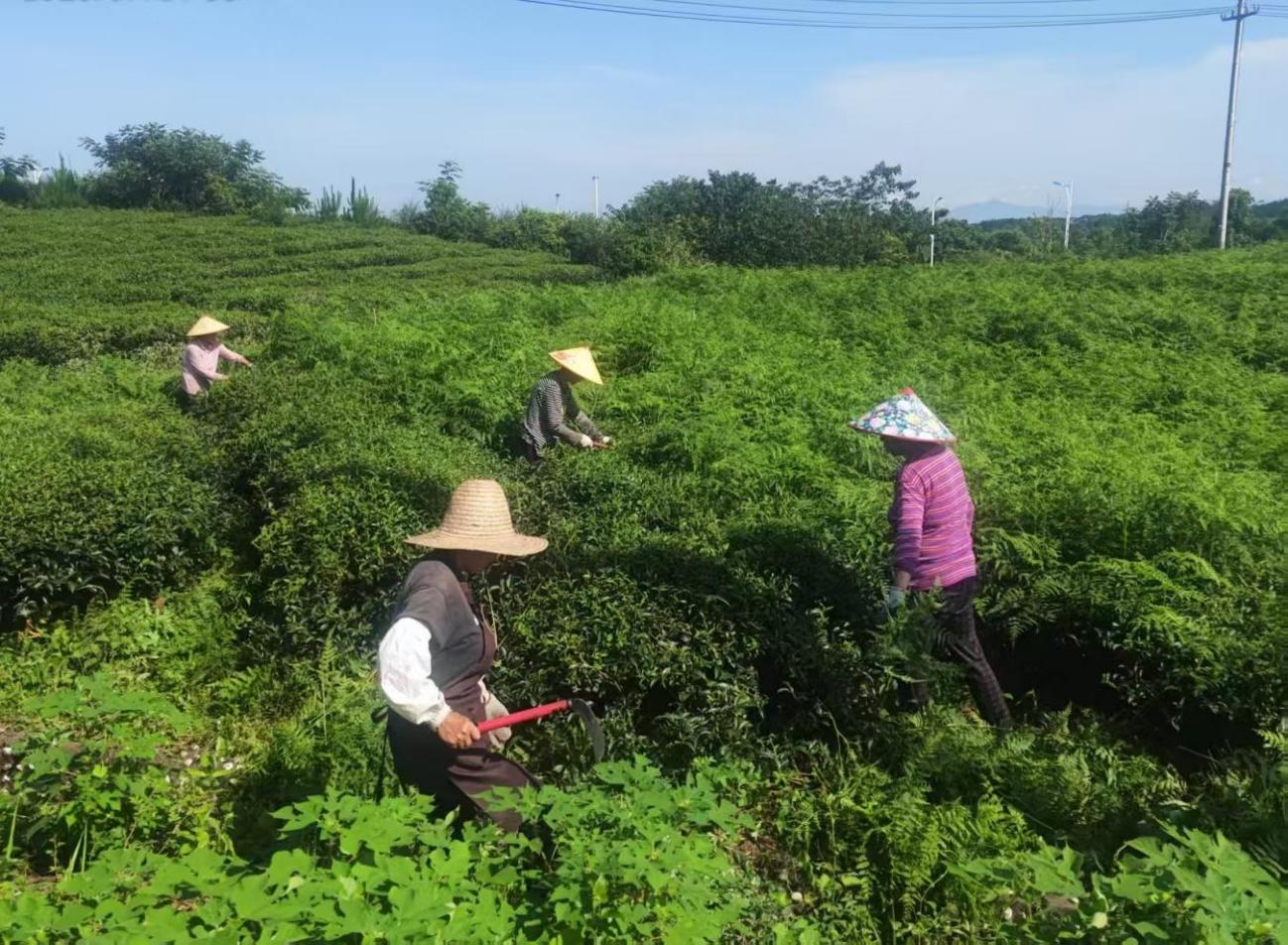屯溪實(shí)驗(yàn)茶場加強(qiáng)夏季茶園管護(hù)&nbsp;賦能茶產(chǎn)業(yè)提質(zhì)增效